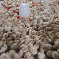 جوجه بوقلمون بیوتی گوشتی|حیوانات مزرعه|بهشهر, |دیوار