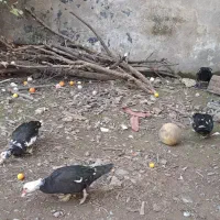 اردک اسرایئلی