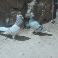 کبوتر|پرنده|شیراز, درکی|دیوار