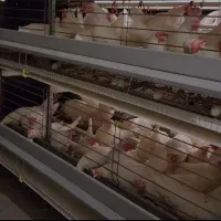 مرغ سفید انگلیسی تخمگزار و قربانی