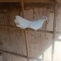 کفتر|پرنده|قم, سرحوض|دیوار