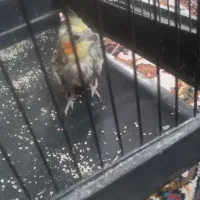 عروس هلندی|پرنده|کردکوی, |دیوار