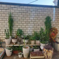 گلهای زیبا|گل و گیاه طبیعی|دهدشت, |دیوار