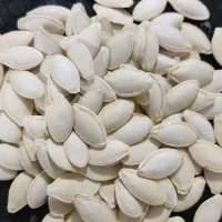 فروش 400کیلو تخمه کدو گوشتی|خوردنی و آشامیدنی|بهمن صغاد, |دیوار