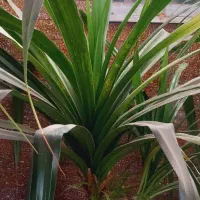 گل پاندانوس|گل و گیاه طبیعی|نیشابور, خیام|دیوار