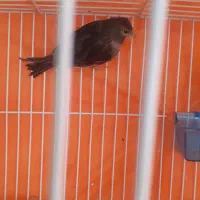 قناری ماده|پرنده|قوچان, |دیوار