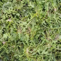 اسفناج طبیعی یلمیح