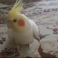 عروس هلندی گم شده مطهری