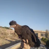 مرغ تخمگذار