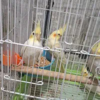 جفت عروس هلندی جوجه بده تظمینی