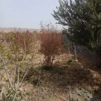 باغچه چهار دیواری|فروش خانه و ویلا|تهران, شهرک شریفی|دیوار