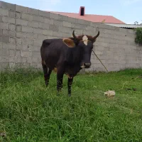گاو لیشه