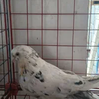 کفتر سرور نر نوک قنار