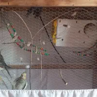 ۵ جفت عروس مولد روی تخم سالم