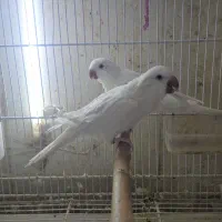 طوطی راهب آلبینو جفت نر و ماده