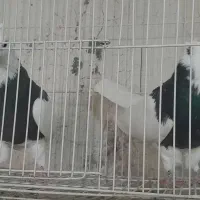 چند جفت طوقی یه جفت زاغ آبادانی یه جفت سرخ|پرنده|شاهین‌شهر, گرگاب|دیوار