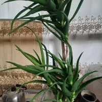 گیاه‌مناسب‌و‌مقاوم(استریاتولا)|گل و گیاه طبیعی|تهران, علی‌آباد|دیوار