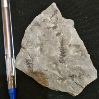 فسیل گیاهی|کلکسیون و سرگرمی|دماوند, دماوند|دیوار