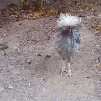 خروس لهستانی خوش رنگ