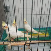 طوطی عروس|پرنده|رشت, رشتیان|دیوار