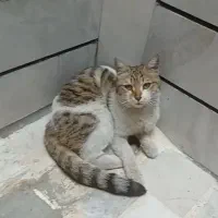 گربم گمشده