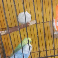 جفت مرغ عشق|پرنده|شیروان (خراسان), |دیوار