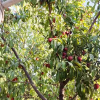 باغ ویلا|فروش خانه و ویلا|مشهد, نوچاه|دیوار