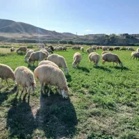 گوسفند۱۰۰تا|حیوانات مزرعه|دره رود, |دیوار