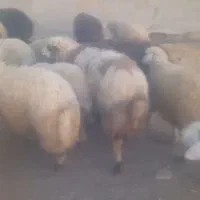 بره سفید صادراتی ۵۰ راس ..میش ابستن و زاییده|حیوانات مزرعه|رومشکان, |دیوار