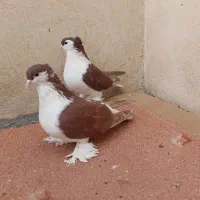 لاهور لاهوری پلاس