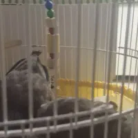 مرغ مینا خوشکل|پرنده|قم, نخودی|دیوار