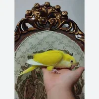 طوطی راهب زرد سفید آبی و پسته ای|پرنده|اهواز, شهرک شهید عباس پور|دیوار