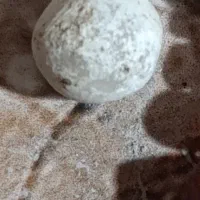 سنگ