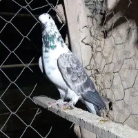فروش کبوتر|پرنده|جوادآباد, |دیوار