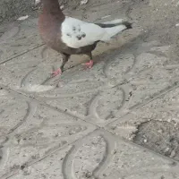 ماده سینه سرخ