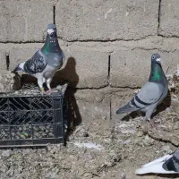 کفتر|پرنده|زهک, |دیوار