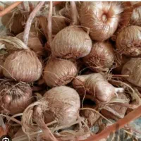 فروش پیاز زعفران به قیمت تعاونی|خوردنی و آشامیدنی|کاشان, امیرکبیر|دیوار