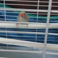 فنچ بدون قفس