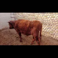 گوساله|حیوانات مزرعه|رامند, |دیوار