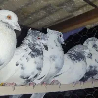 کبوتر دم سبز