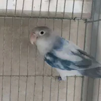 کوتوله برزیلی|پرنده|کازرون, |دیوار