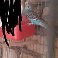 مرغ عشق ماده