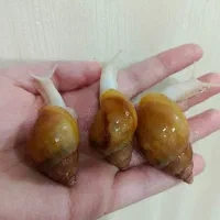 حلزون آچاتینا|خزنده|شیراز, قدوسی غربی|دیوار