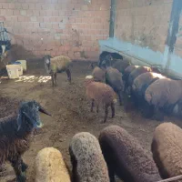 بره و میش و گوساله  و گاو گوساله دار|حیوانات مزرعه|ساری, |دیوار