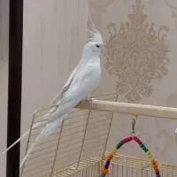 عروس هلندی آلبینو ماده
