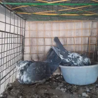 کوفتر|پرنده|برخوار, |دیوار