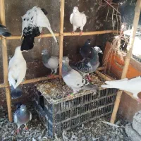 کبوتر پرشی آلمانی|پرنده|گالیکش, |دیوار