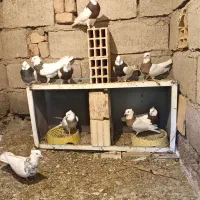 کفتر|پرنده|فهرج, |دیوار