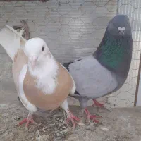 کبوتر|حیوانات|کرمانشاه, |دیوار