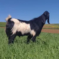 سلطان پاکستانی نر